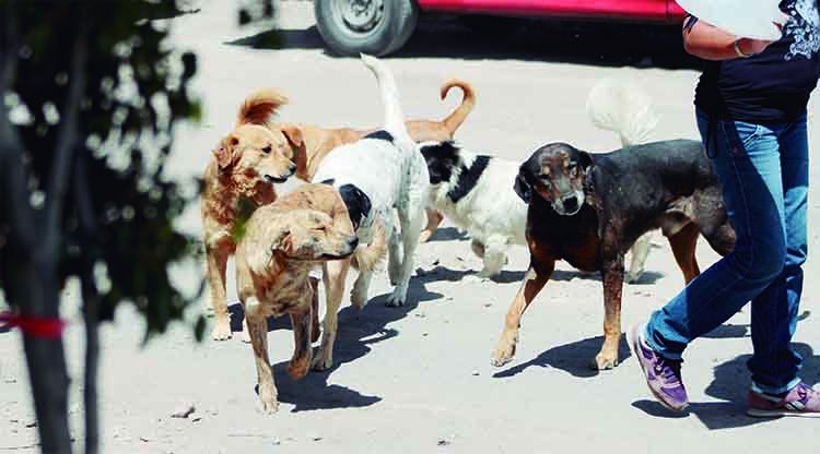 Detectan dos nuevos casos de rabia canina en Arequipa