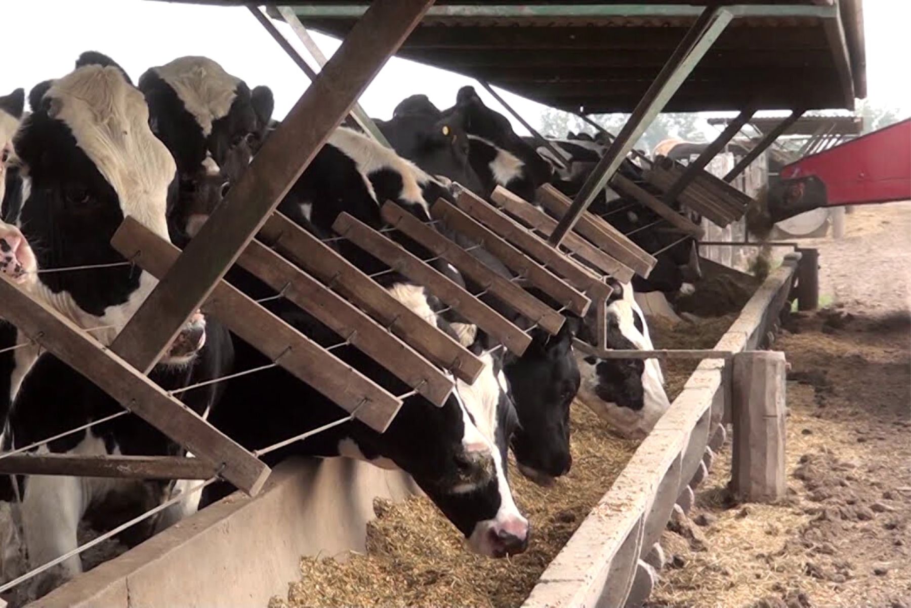 Precio de la leche podría aumentar por bloqueos en Puno