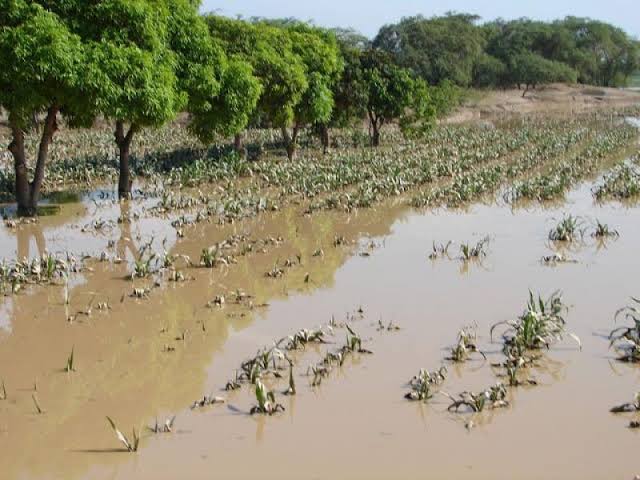 «De persistir las lluvias, muchos sembríos morirán»