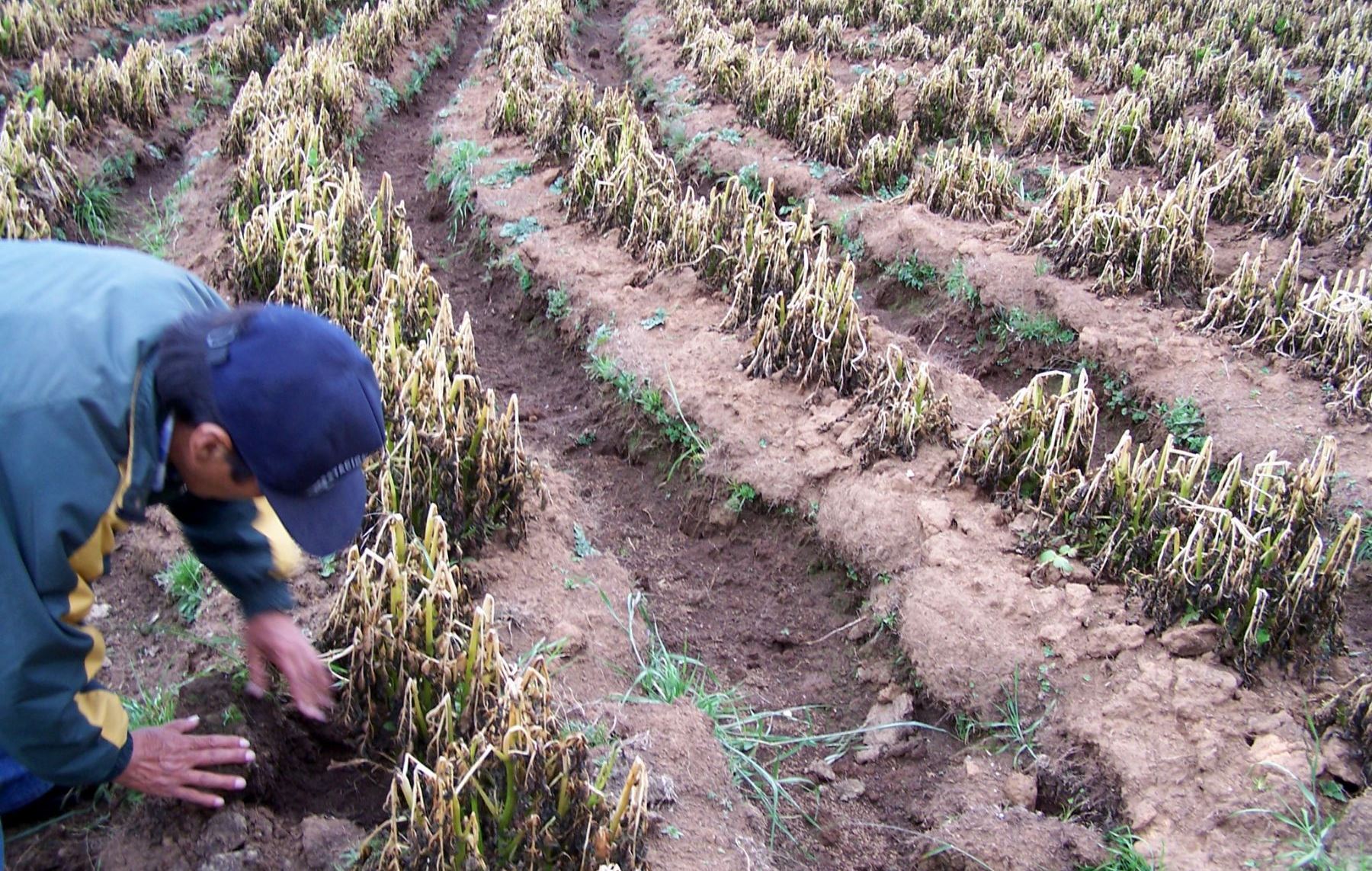 Planta de biofertilizantes en Yanque sólo opera al 50 % por obras inconclusas