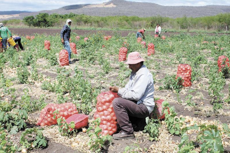 Incrementan comercialización de cebolla arequipeña a nivel nacional