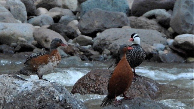 Identifican más de 150 especies de aves en Reserva de Cotahuasi