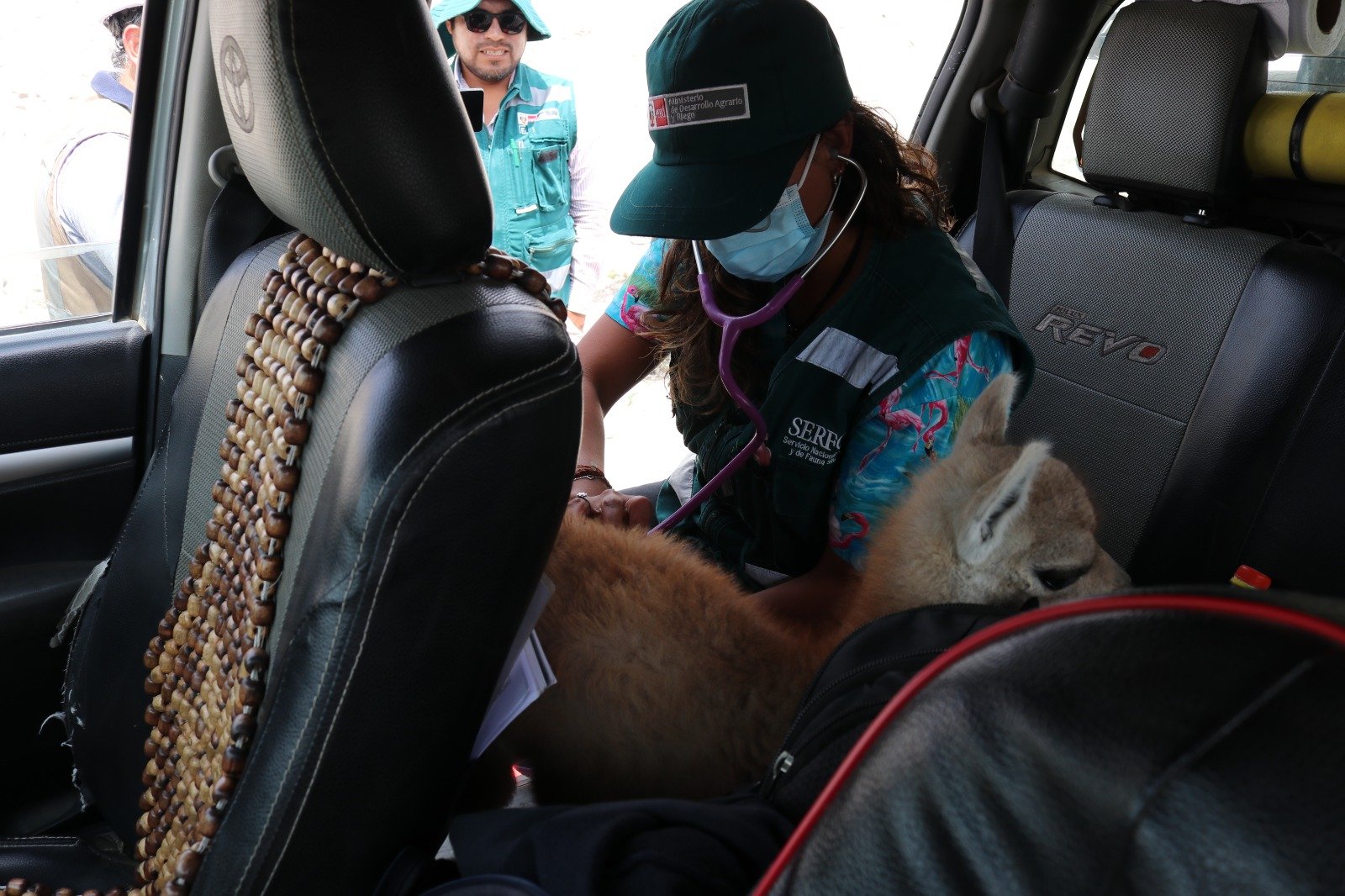 Serfor rescata y libera a cría de guanaco que se separó de su familia