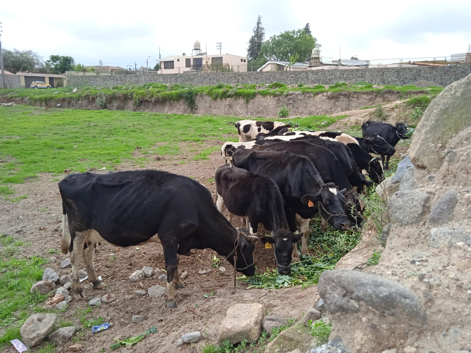 Ganaderos arequipeños sacrifican al día 50 vacas para subsistir