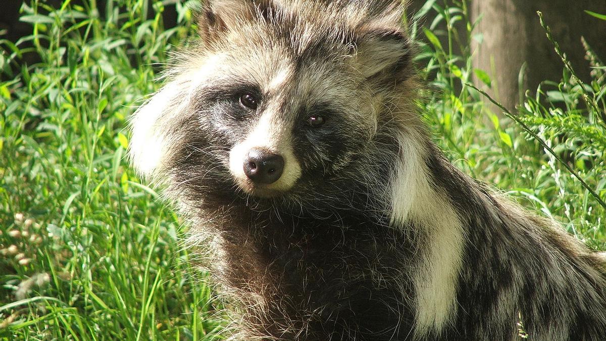 OMS baraja la posibilidad que perros mapache fueran origen de COVID