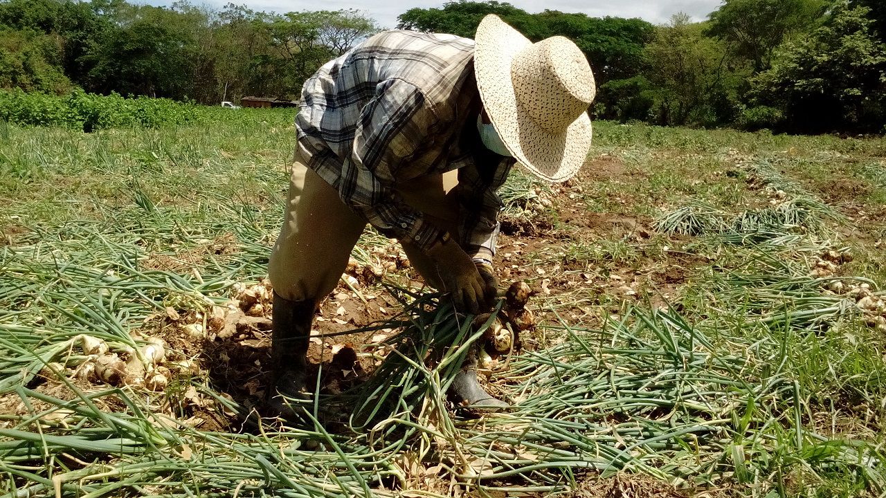 Producción nacional se redujo 0.63 por ciento por mal clima