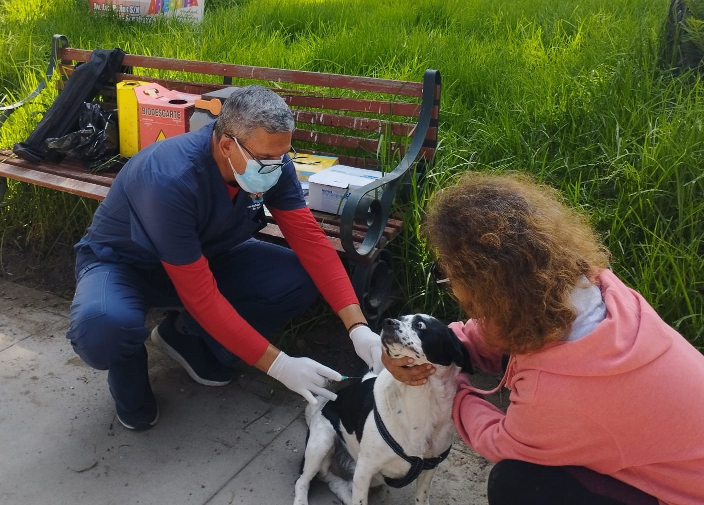 Más de 250 canes tienen vacunas antirrábicas en el Cercado