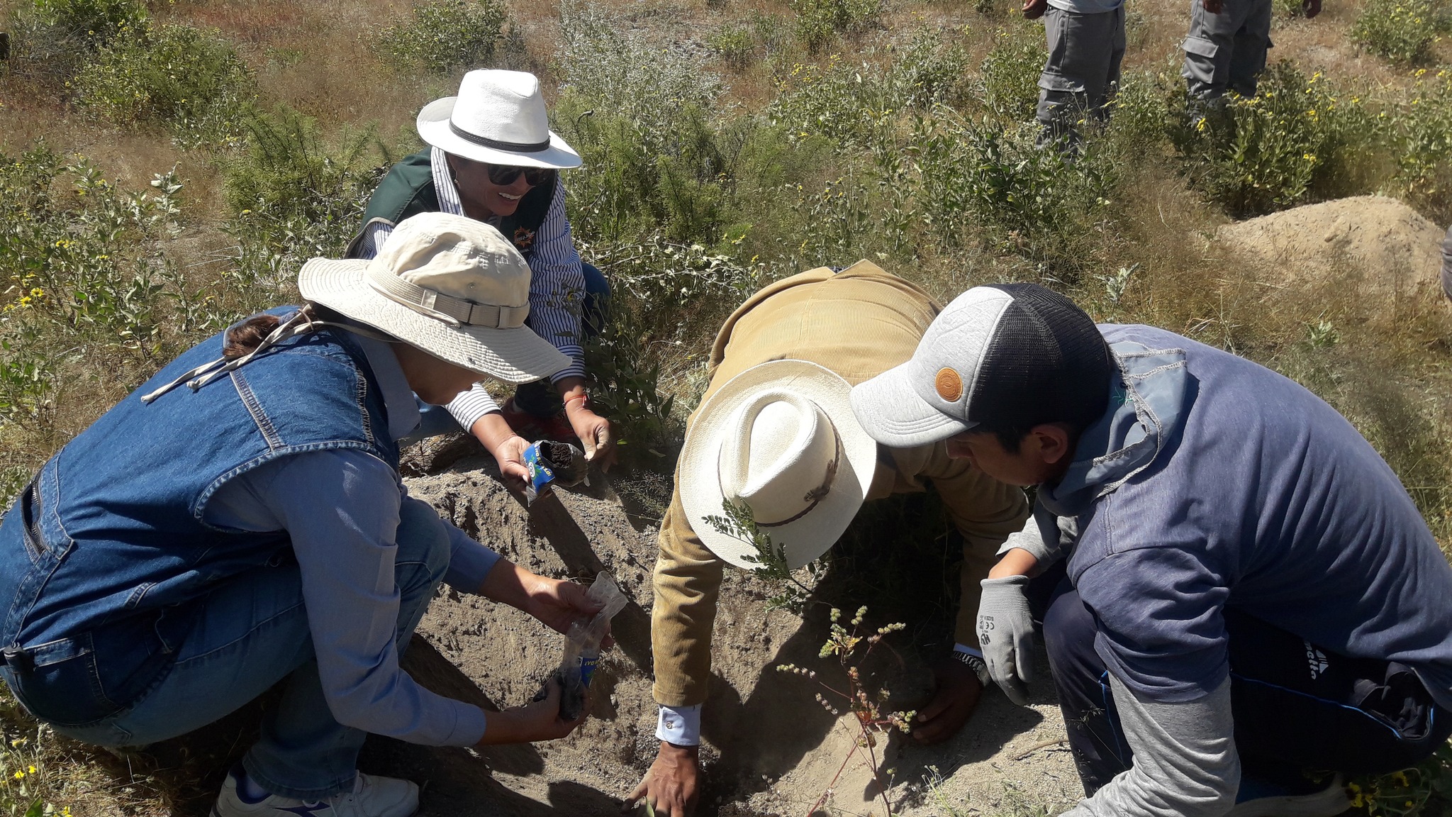 Plantan 1,000 árboles en Reserva de Salinas y Aguada Blanca