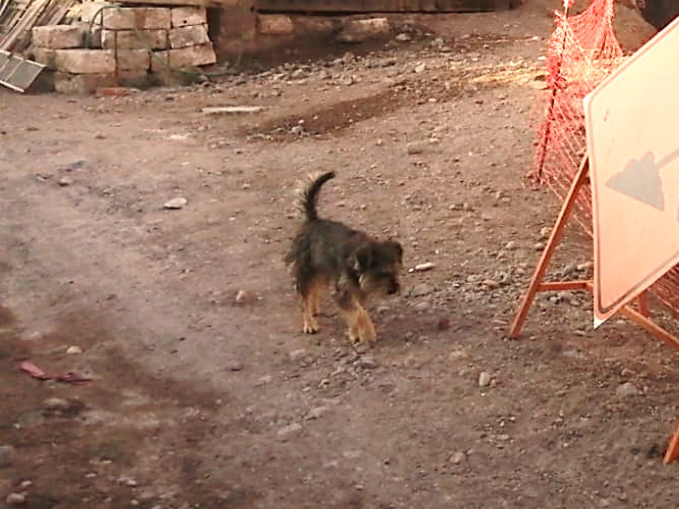 Serenazgo de Cayma rescata perro en peligro