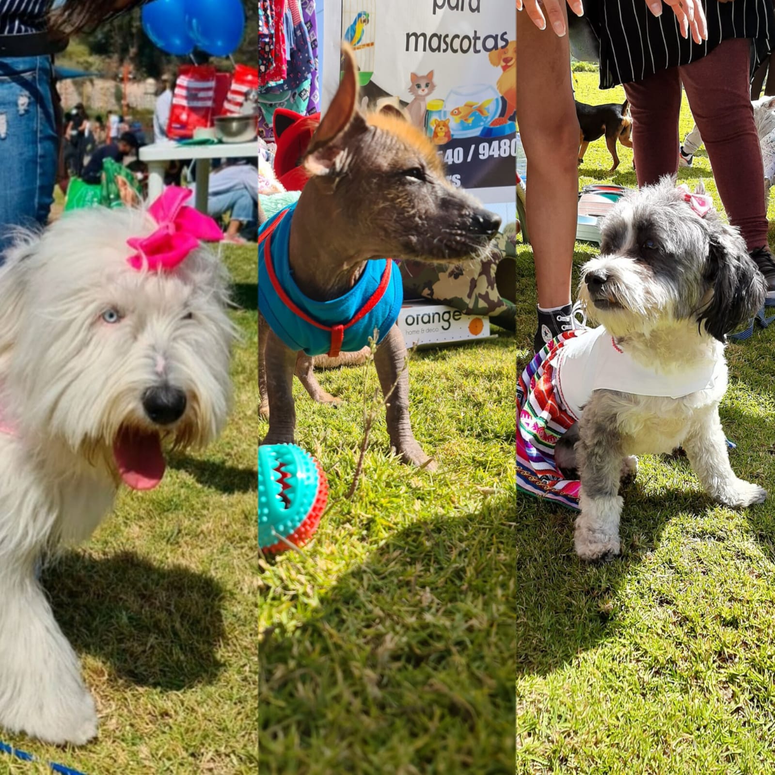 Arequipa podrá ayudar a los albergues de perros mediante Perrumba Fest