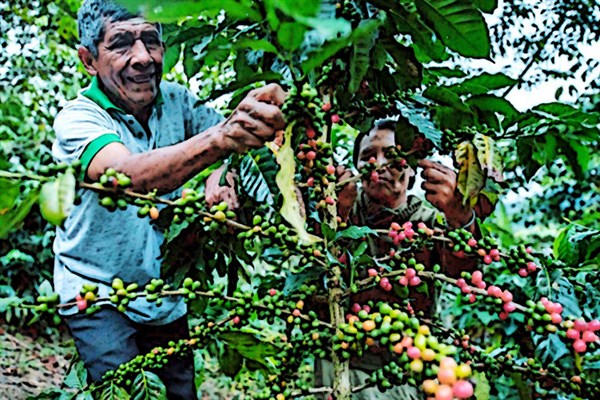 El Perú, país cafetero