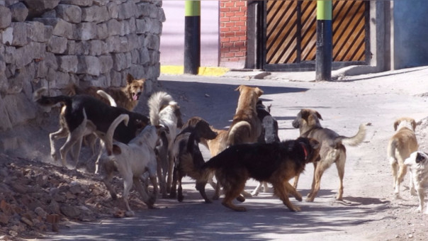 Detectan nuevo caso de rabia canina en distrito de Paucarpata