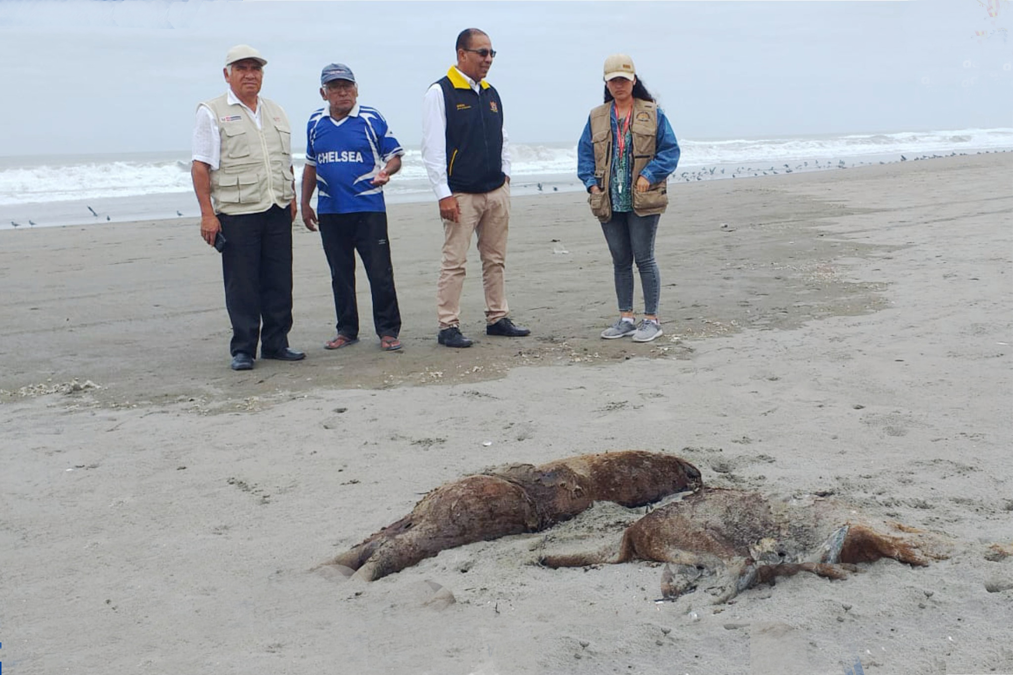 Playas en Arequipa son afectadas por gripe aviar