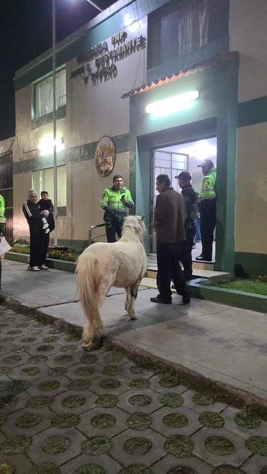 Hallan caballo Poni corriendopor el óvalo de Los Bomberos