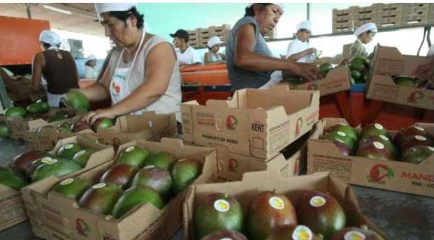 En primer trimestre agroexportaciones sumaron US$ 2 mil 269 millones