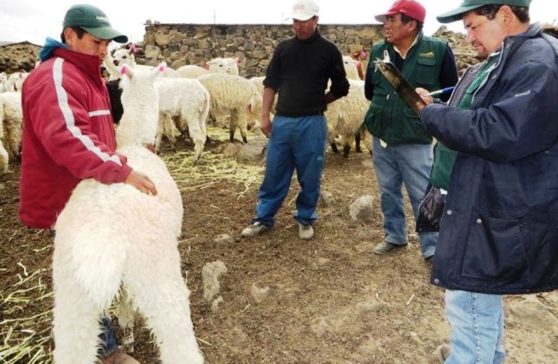 Invertirán 20 millones de dólares en cadena alpaquera