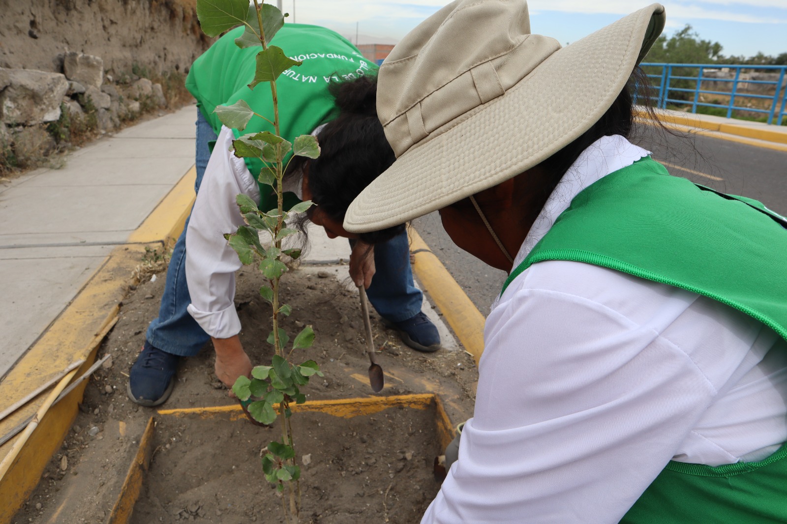 Fortalecen cultura ecológica en Cayma con plantación de árboles