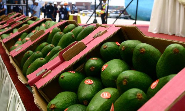 Pequeños productores del Colca exportarán 15 toneladas de palta hass