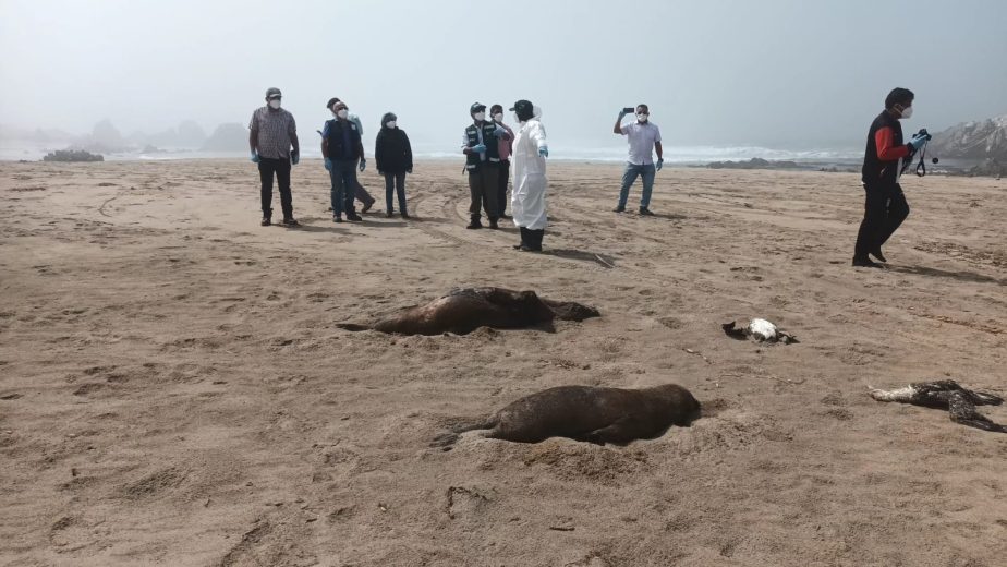 Gripe aviar: brigadas sanitarias entierran aves y lobos marinos en Ica y Arequipa