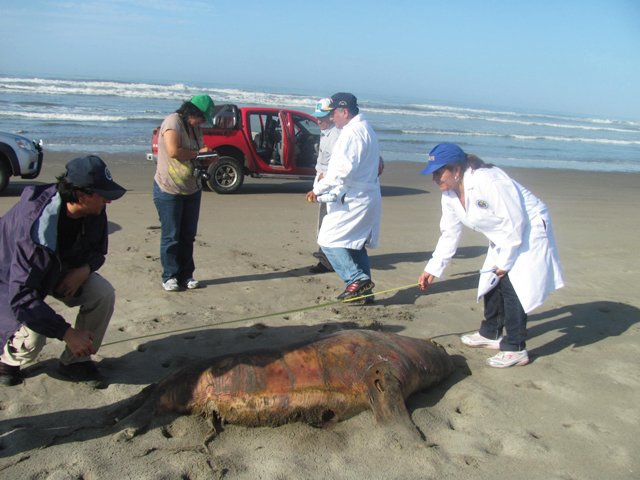 Entierran numerosas aves y lobos marinos muertos en las playas