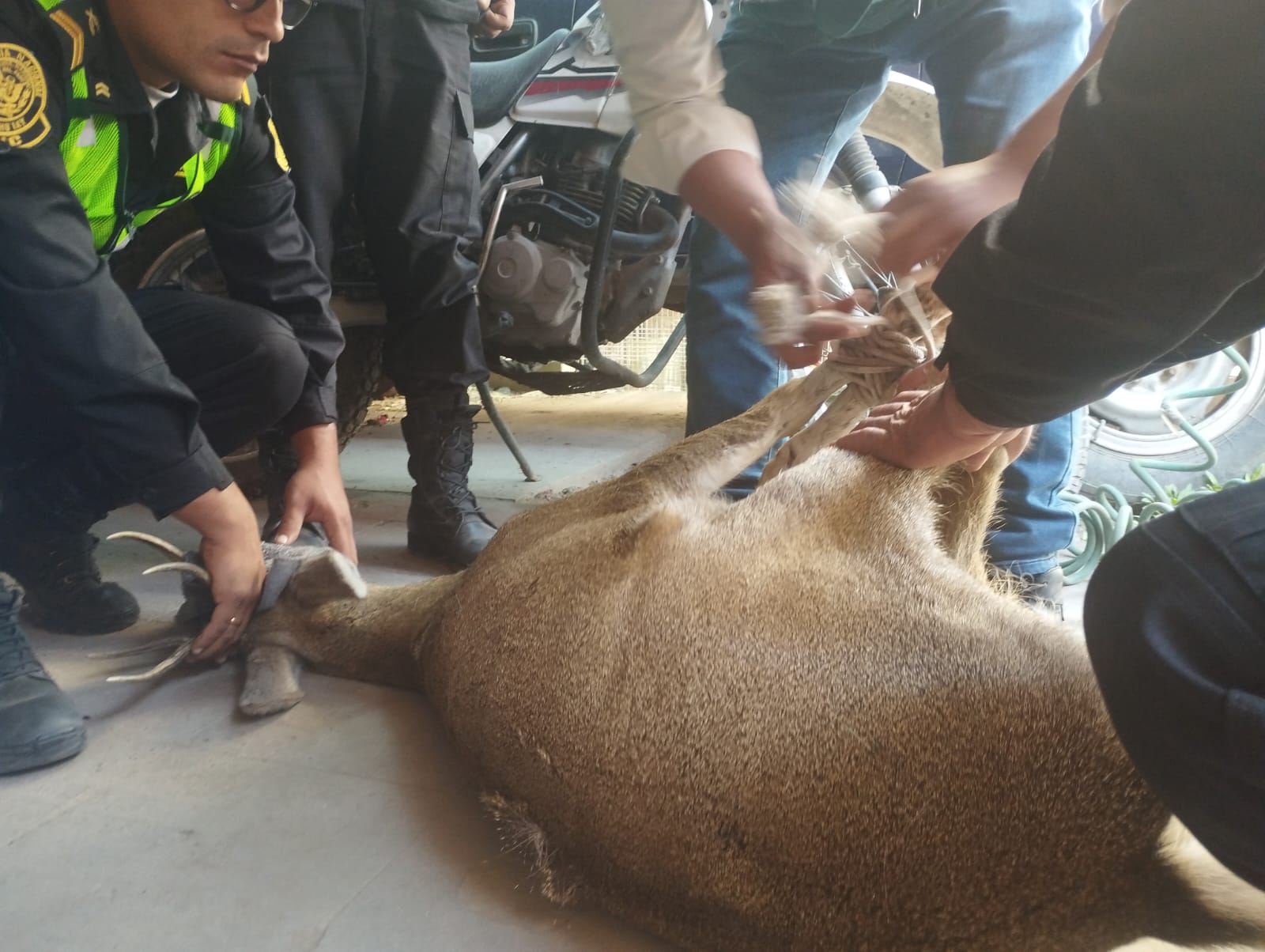 Salvan venado herido en distrito de Cerro Colorado