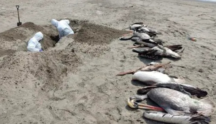 Continúan las muertes de lobos marinos y aves costeras en las playas de Camaná