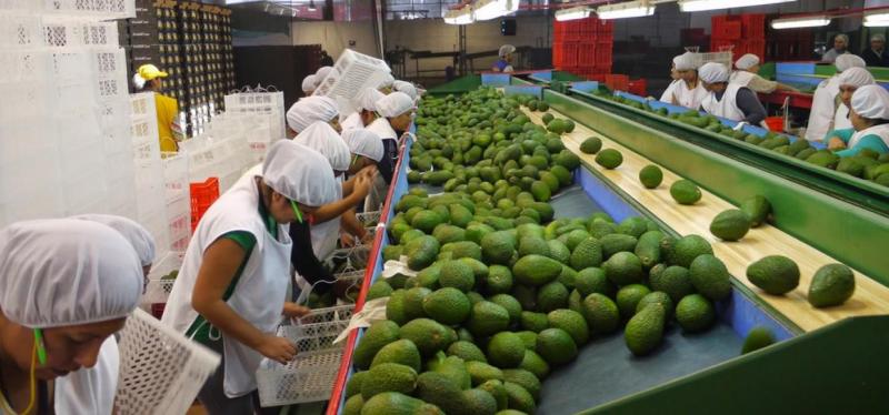 Impulsan exportación de frutas frescas y congeladas a Japón