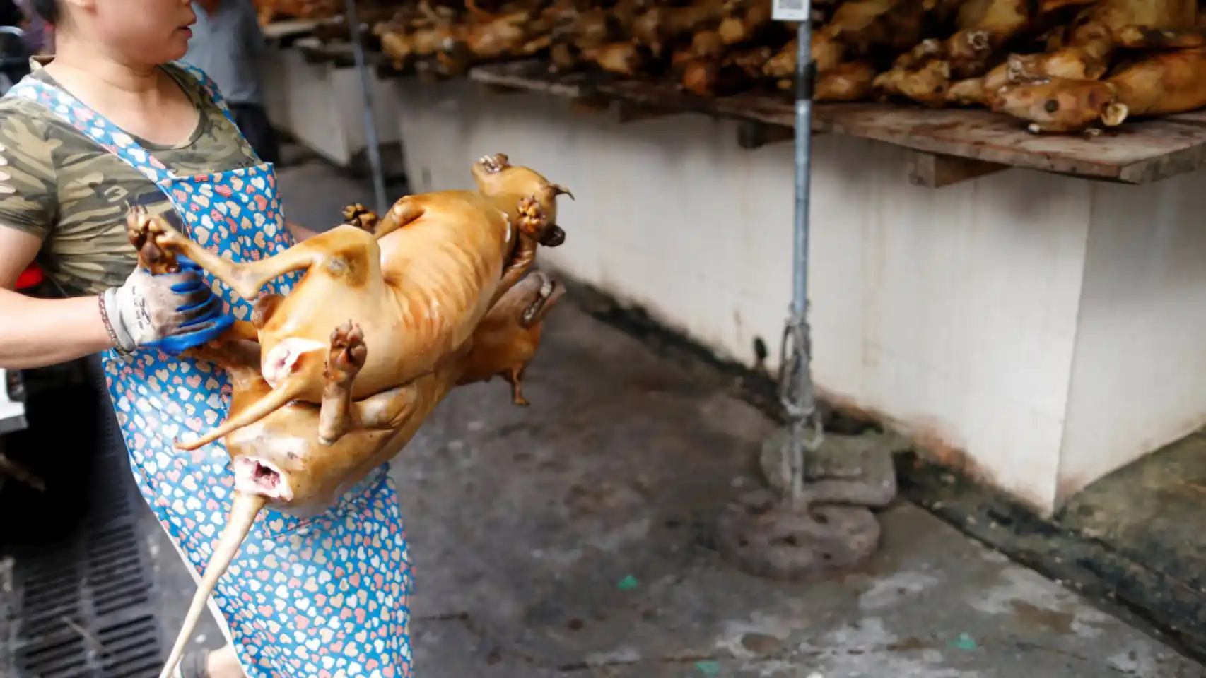 COREA DEL SUR: El proyecto de ley para prohibir consumo de carne de perro