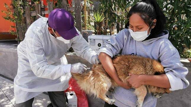 Advierten falta de interés en vacunación antirrábica canina