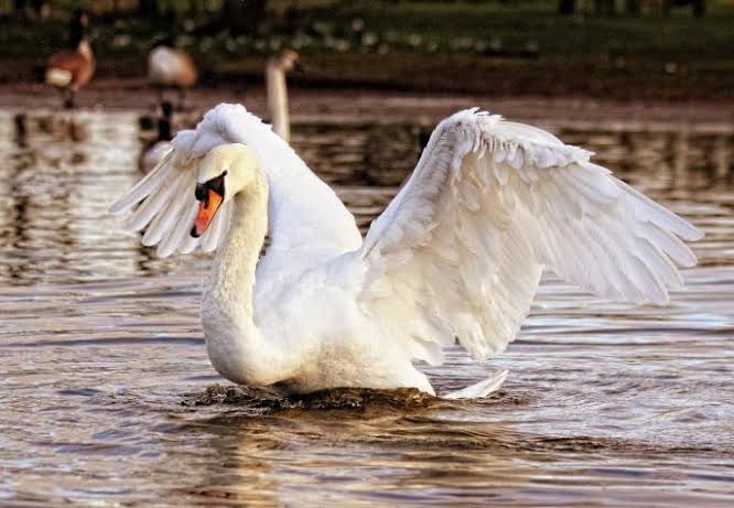 Adolescentes detenidos por matar y comerse un cisne