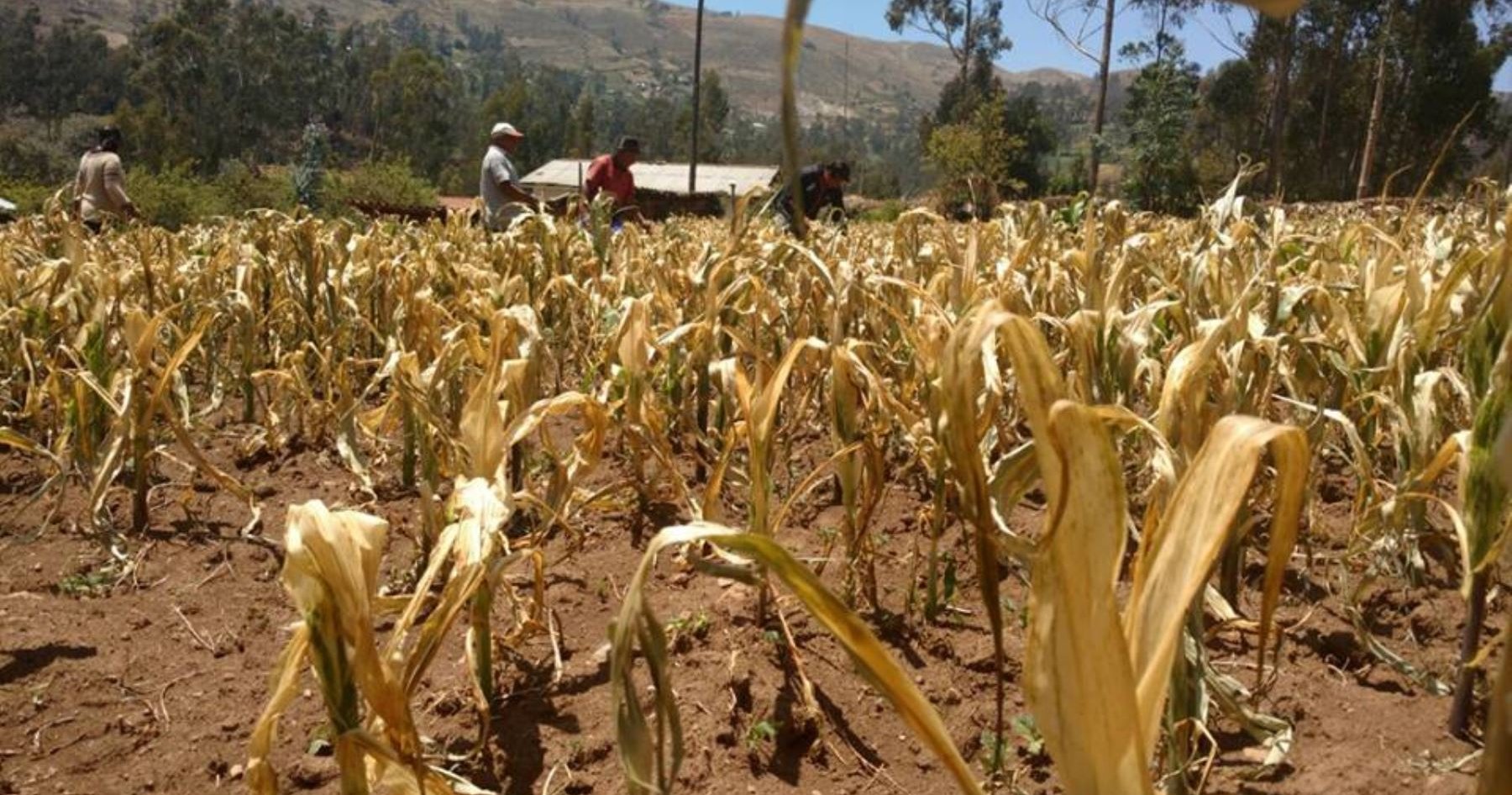 Fenómeno de El Niño es probable que se extienda hasta el 2024