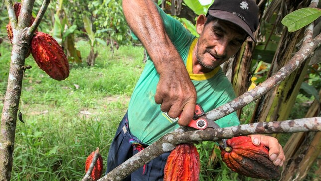 Día Mundial del Cacao: Indecopi otorgó 592 marcas colectivas gratuitas a productores de cacao de diversas regiones del Perú