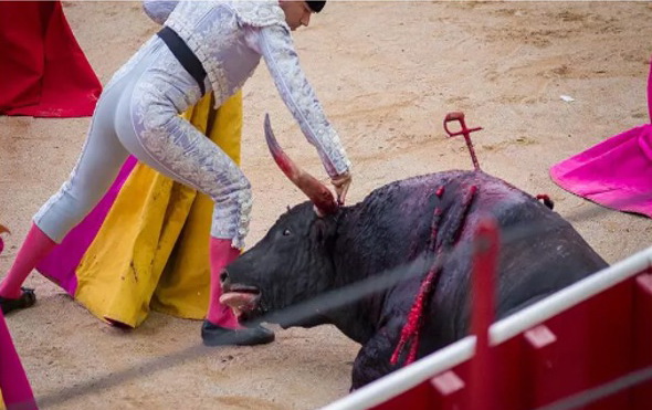 Las corridas de toros, la evolución de una costumbre que debe acabar