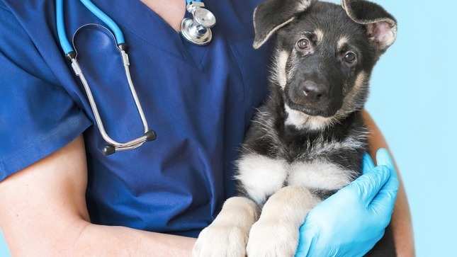 Sepa cómo elegir servicios veterinarios para no poner en riesgo a su mascota