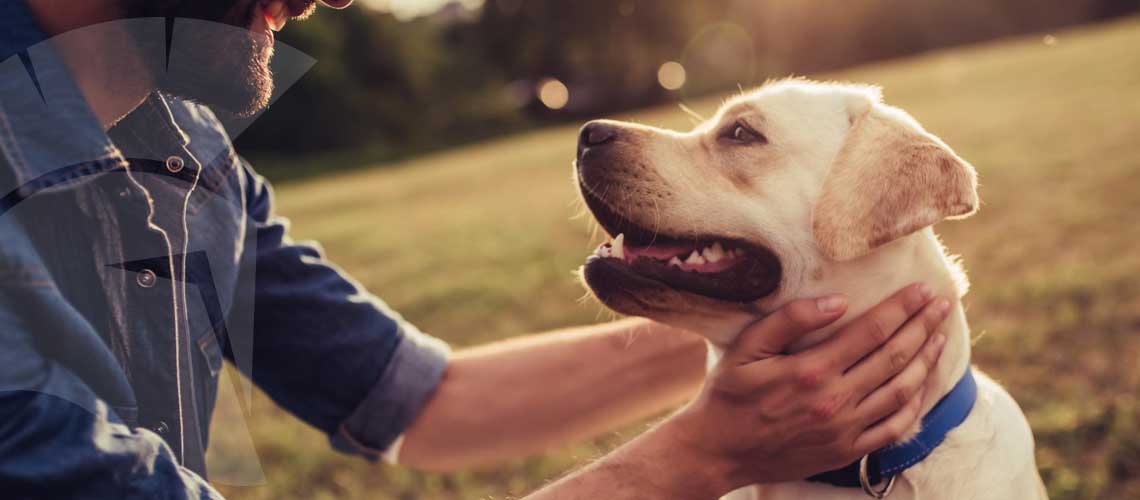 Hogares peruanos destinan hasta S/ 300 al mes para sus mascotas