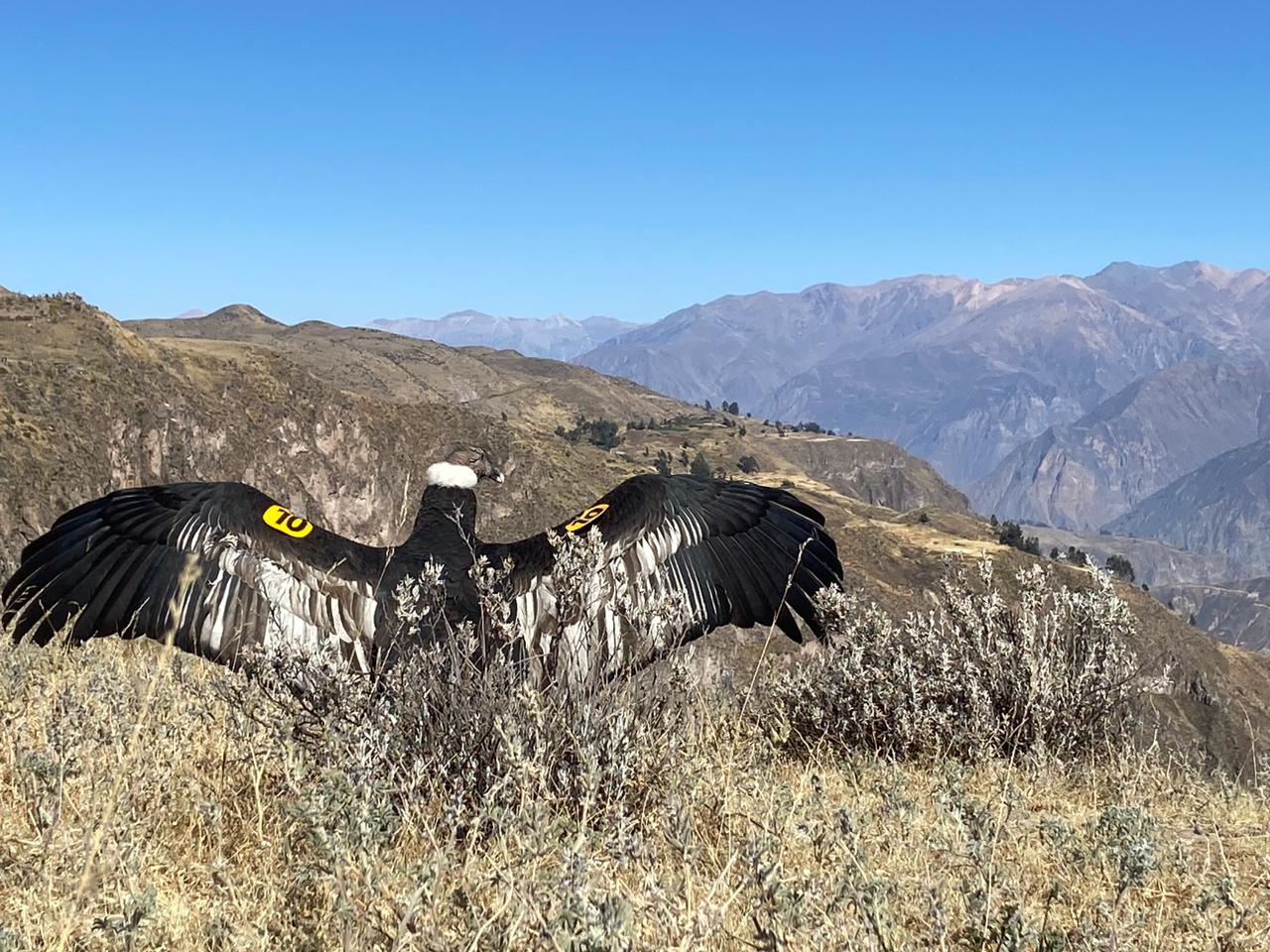 Cóndor andino es liberado en Cañon del Colca tras ser rescatado de cautiverio