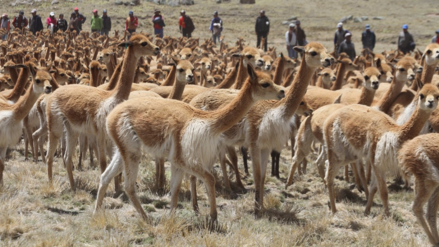 Piden construcción de túneles por atropello de vicuñas en Cañahuas