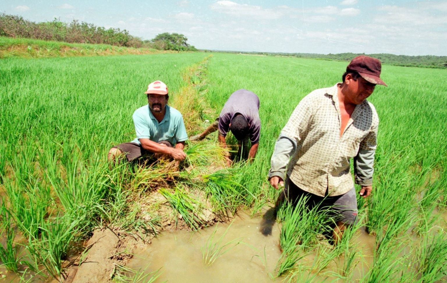 Alimentos que se producirán menos en los próximos meses, según Midagri