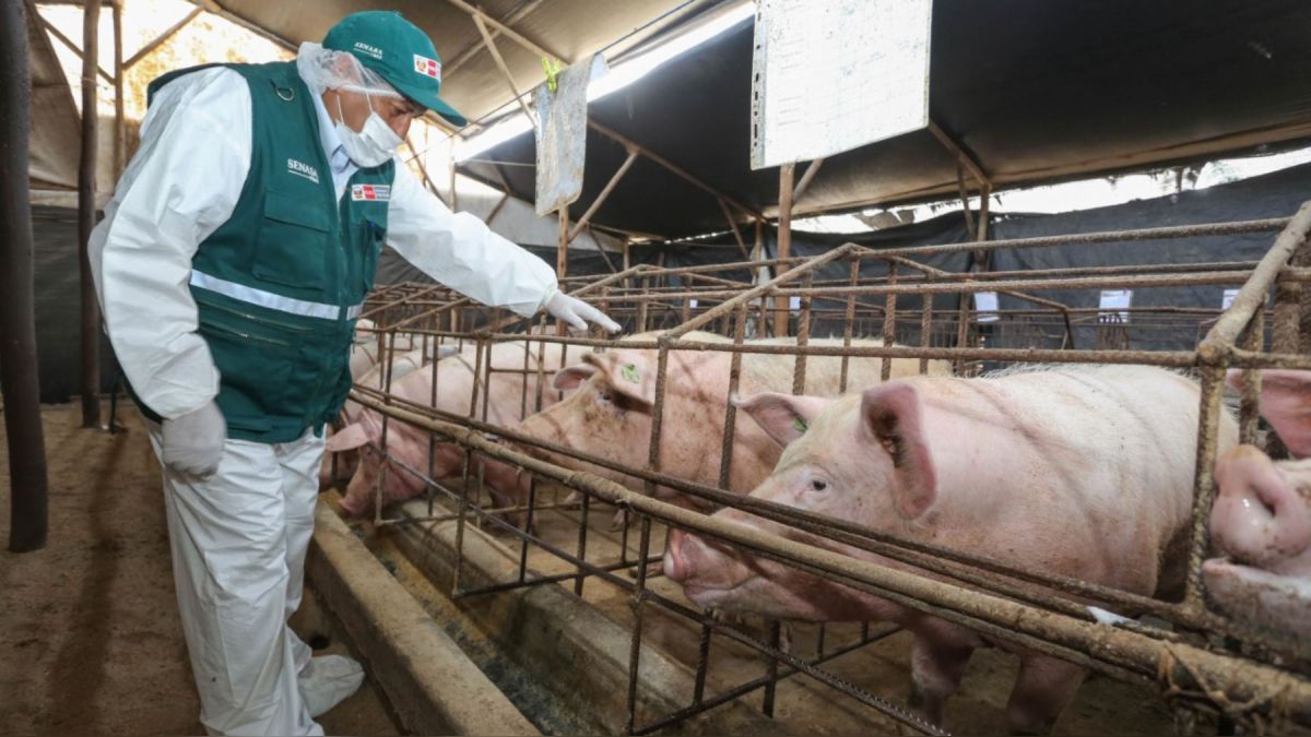 Inminente peligro de brote de fiebre porcina en la región