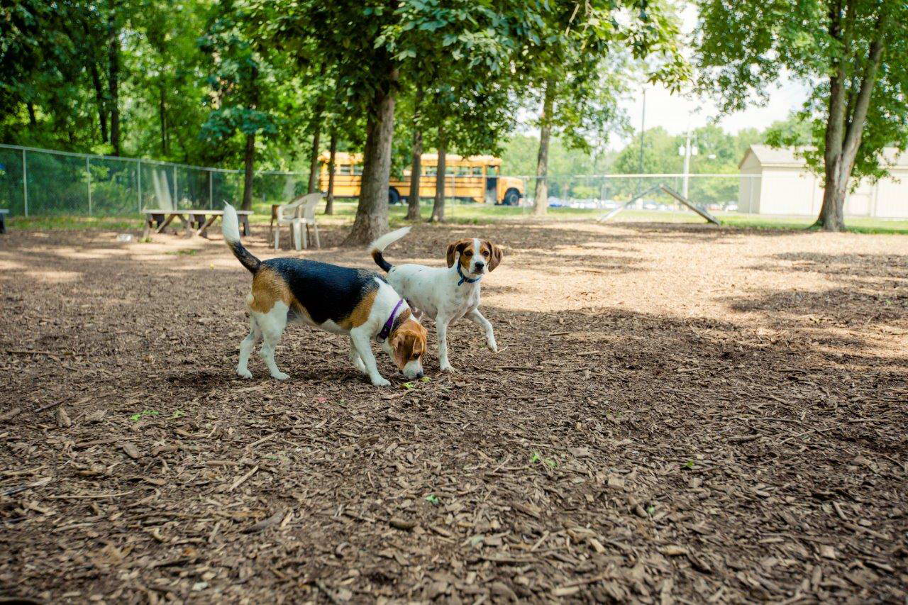 Los perros necesitan espacios públicos seguros