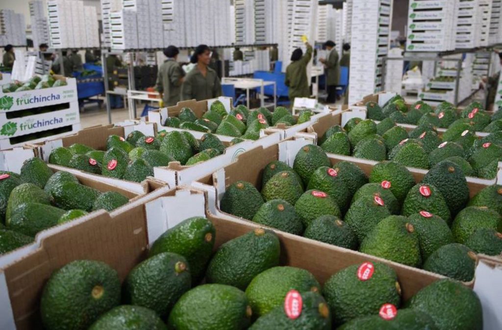 Producción de cobre y palta aumentó en Arequipa hasta mayo