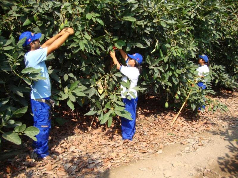 Ola de calor y proliferación de plagas pone en riesgo la producción agrícola