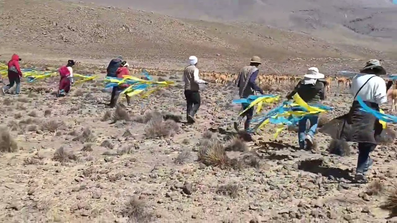 Chaccu en Arequipa: Salvando a las Vicuñas y Preservando una Tradición Centenaria en la Reserva de Salinas y Aguada Blanca