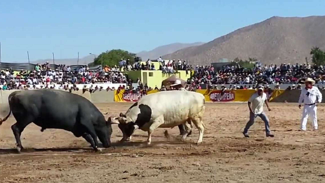 Cuestionan presupuesto de más de 24 mil soles para pelea de toros en Santa Rita de Siguas