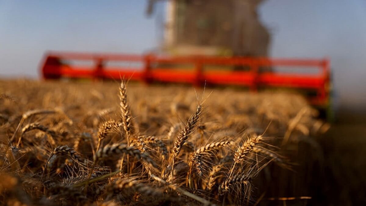 La retirada de Rusia del acuerdo que daba salida al grano ucraniano pone a bélgica en una crisis alimentaria