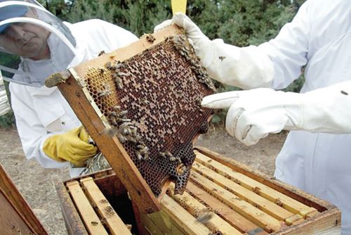 Día del Apicultor: hay más de 40 000 pequeños productores de miel de abeja