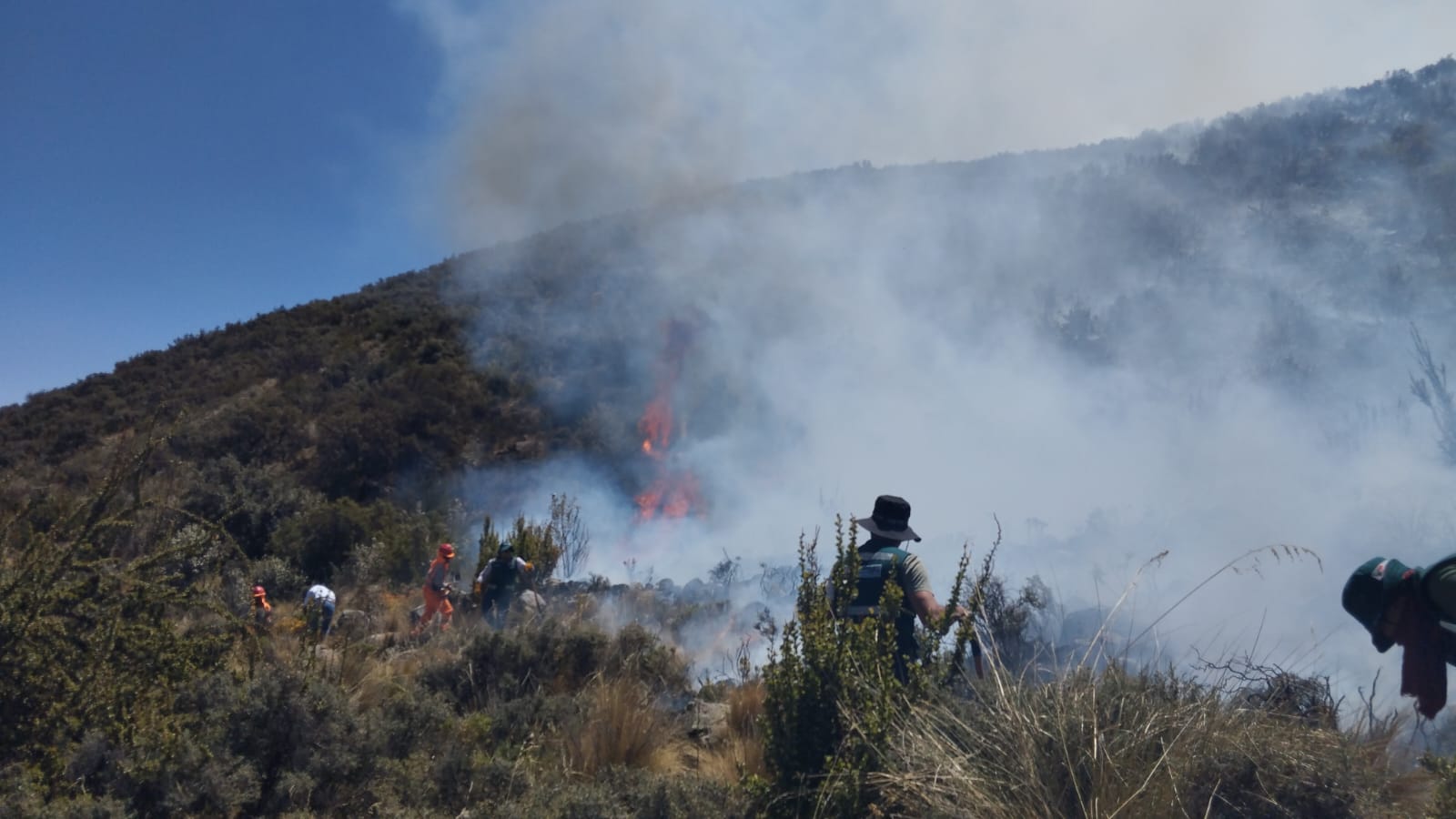 Bosques de queñuales en riesgo ante incremento de incendios forestales 