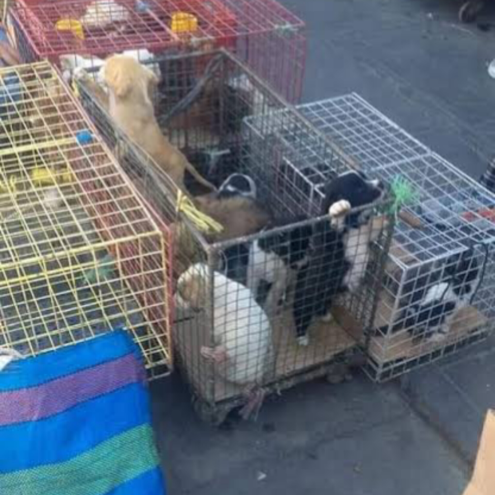 Mercado del Avelino no venderá más perritos y gatitos