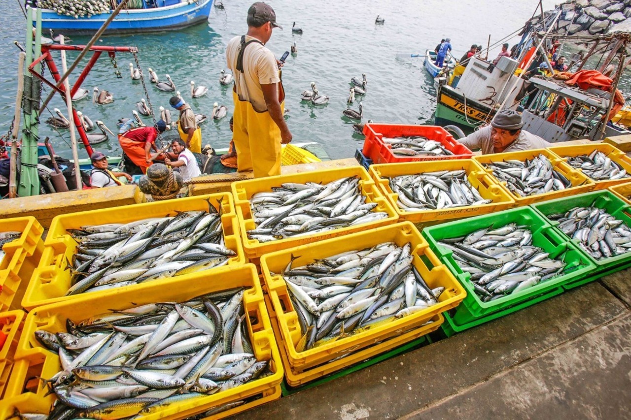 Espera incremento de pesca de especies marinas para último trimestre del año