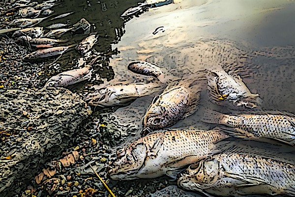 Afectación a la salud por el consumo de peces